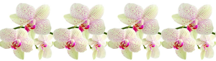 Кухонный фартук Леопардовая орхидея 1000x600x1.5 мм глянец