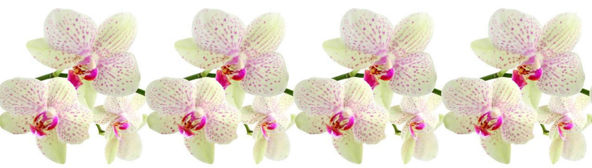 Стеновые панели из АБС-пластика, Кухонный фартук Леопардовая орхидея 3000x600x1.5 мм глянец